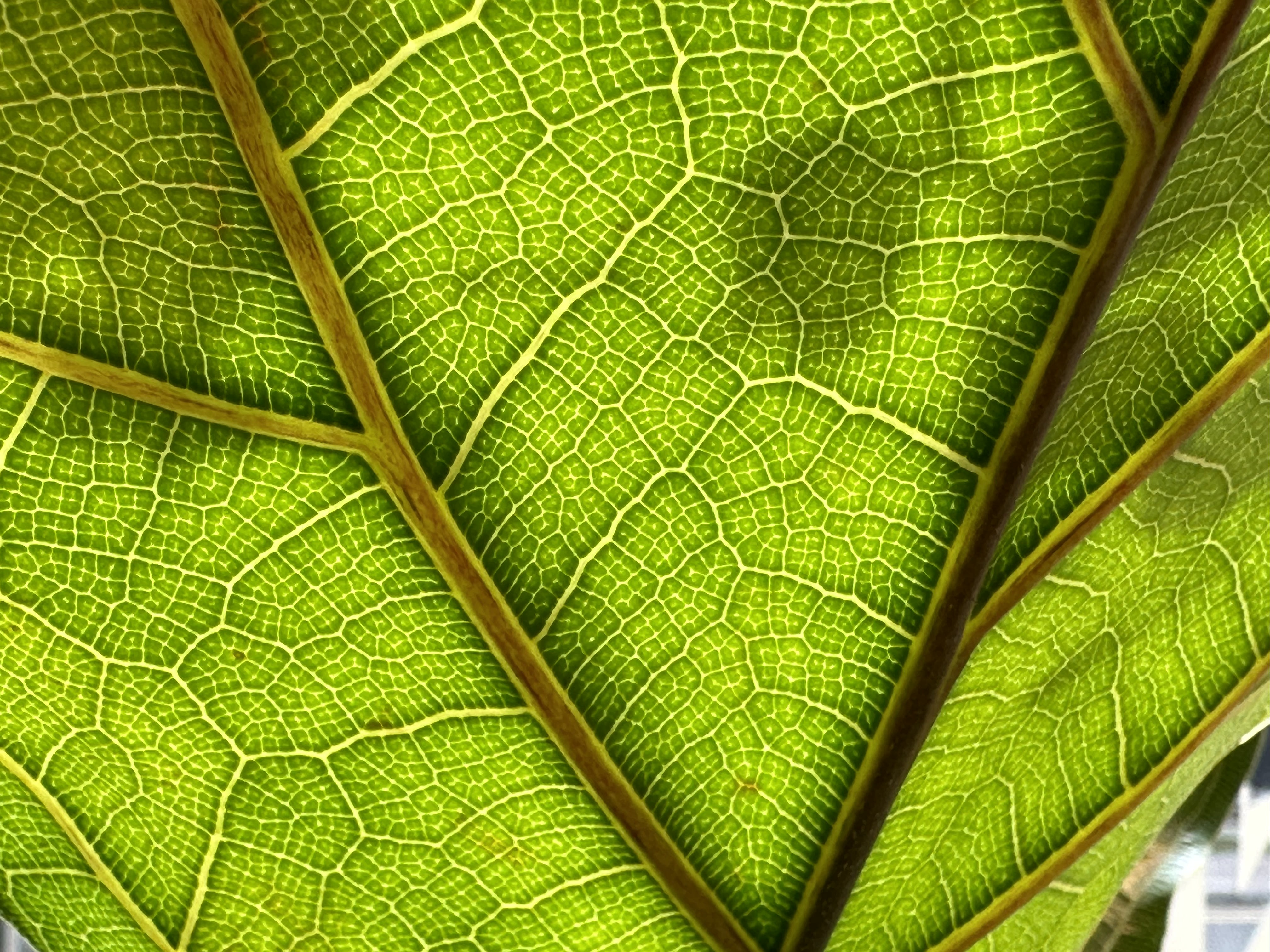 iPhone 14 Pro Max camera sample leaf 3x zoom